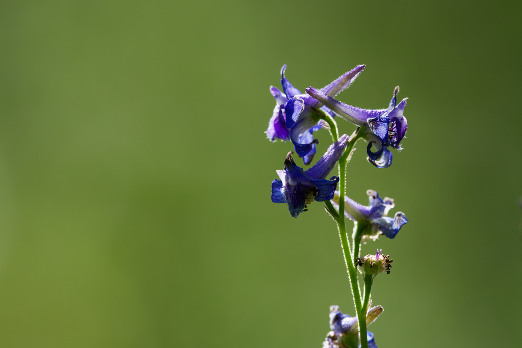 Delphinium nuttallianum; photograph (c) Daughter Dad, some rights reserved (CC BY)