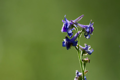 Delphinium nuttallianum