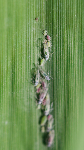 Mealy Plum Aphid photo 4