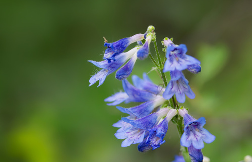 Penstemon wilcoxii, photograph 4