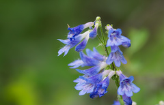 Penstemon wilcoxii, photograph (c) Daughter Dad, some rights reserved (CC BY)