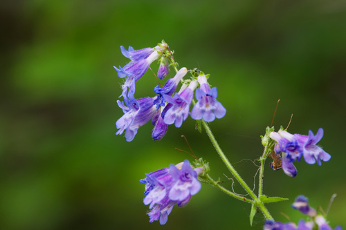 Penstemon wilcoxii, photograph 3