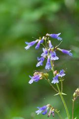 Penstemon wilcoxii, photograph (c) Daughter Dad, some rights reserved (CC BY)