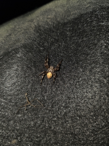 Four-spot Orbweaver