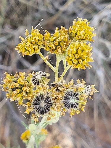 Hymenopappus flavescens observed 2026-08-13