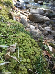 Trichocolea tomentella