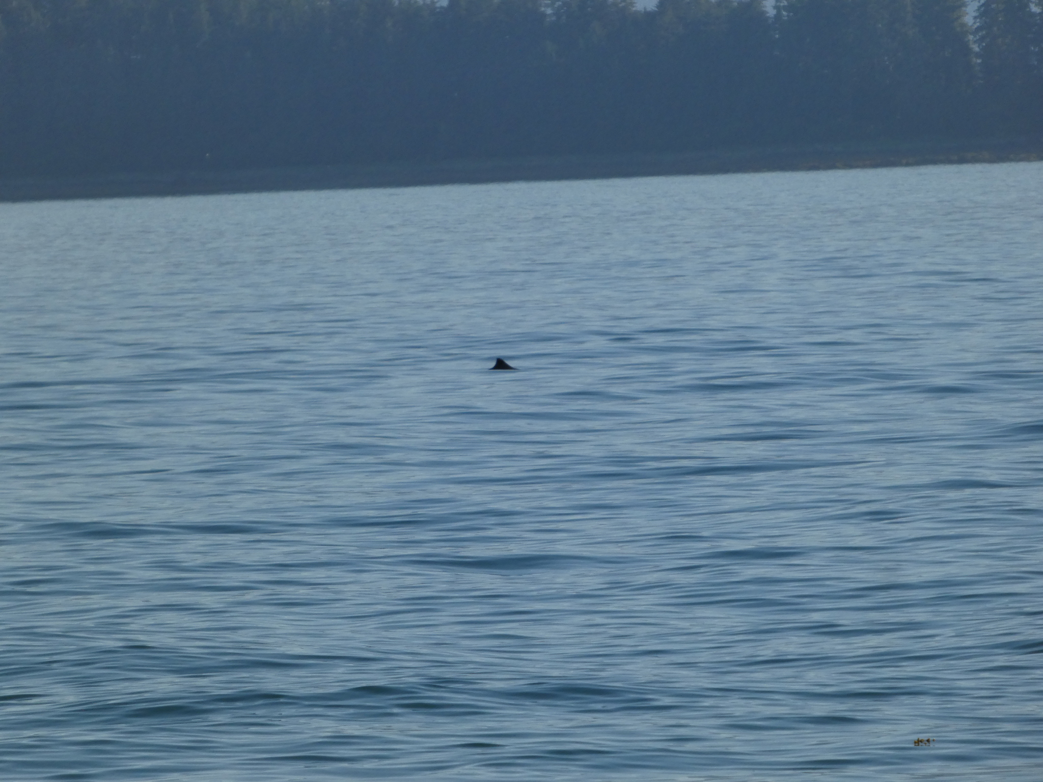 Phocoena phocoena