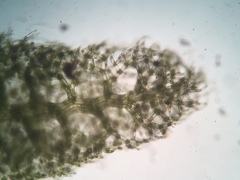 Trichocolea tomentella