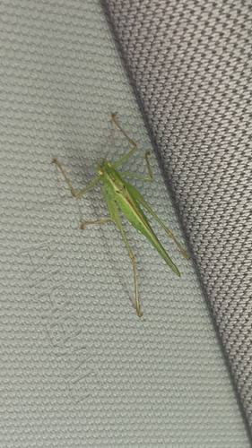 Kuzicus suzukii