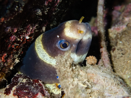 Echidna polyzona observed 2026-08-14