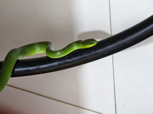 Chinese Green Snake
