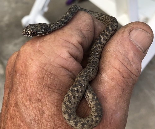 Photo of a Montpellier snake (Malpolon monspessulanus)