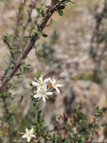 Australian Blackthorn