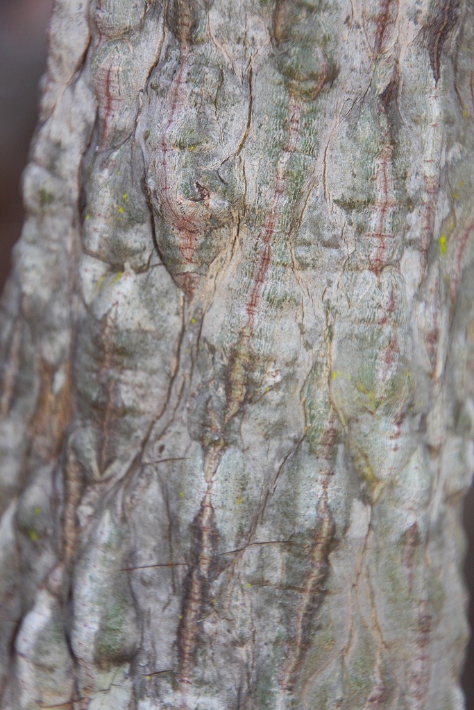 Adenia refracta