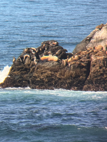 iNaturalist observation photo of Steller Sea Lion