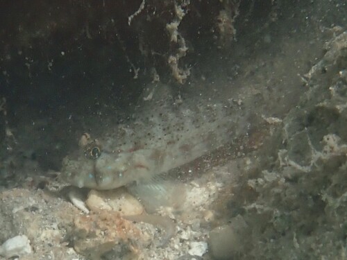 Gnatholepis ophthalmotaenia observed 2026-08-13
