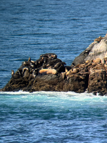 iNaturalist observation photo of California Sea Lion