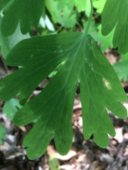 Aquilegia longissima