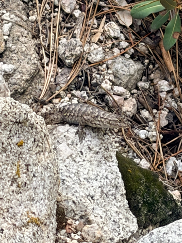 iNaturalist observation photo of Western Fence Lizard