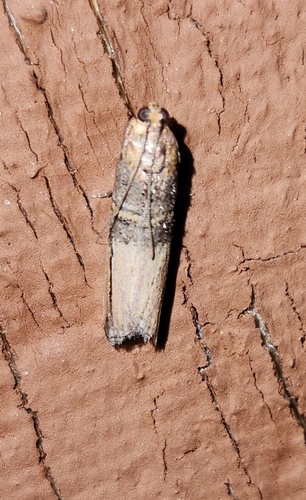 Dasypyga alternosquamella photo 5