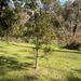Acacia melanoxylon