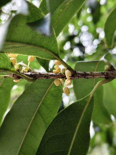 Osmanthus fragrans