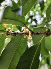 Osmanthus fragrans