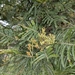 Acacia mearnsii