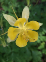 Aquilegia longissima