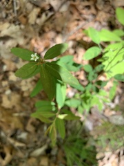Euphorbia pubentissima