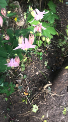 Aquilegia vulgaris