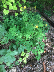 Aquilegia longissima