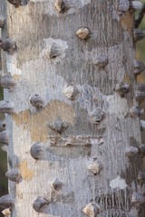 Zanthoxylum tsihanimposa