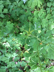 Aquilegia longissima