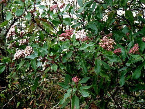 Stranvaesia davidiana observed 2026-08-07