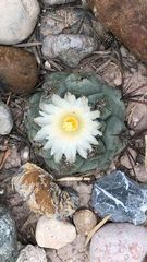 Thelocactus hexaedrophorus