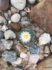 Thelocactus hexaedrophorus