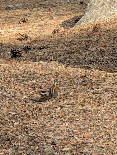 Long-eared Chipmunk observed by mb_urto