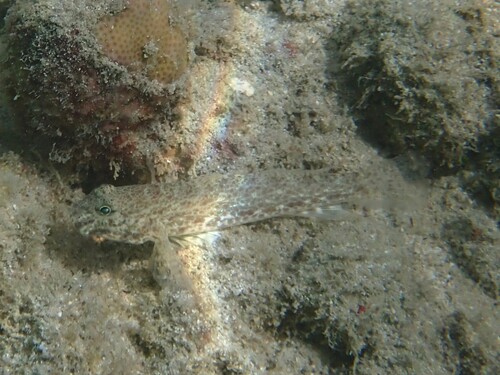 Macrodontogobius wilburi observed 2026-08-13