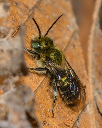 Blue Mason Bee, photo 5 of 7