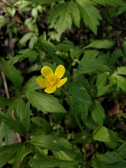 Ranunculus hispidus nitidus