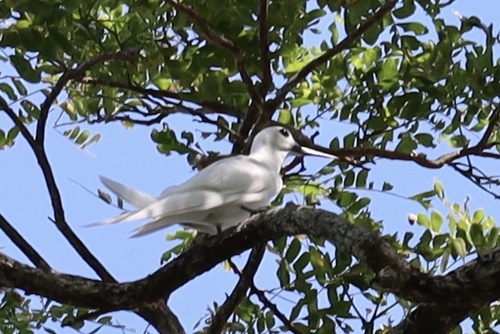 Gygis alba observed 2026-08-13