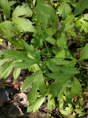 Ranunculus hispidus nitidus