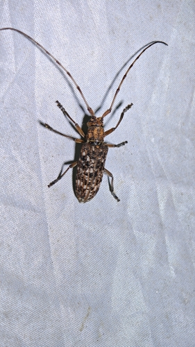 Monochamus alternatus