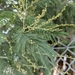 Acacia decurrens