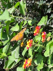 Dione vanillae maculosa
