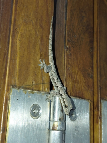 Flat-tailed House Gecko