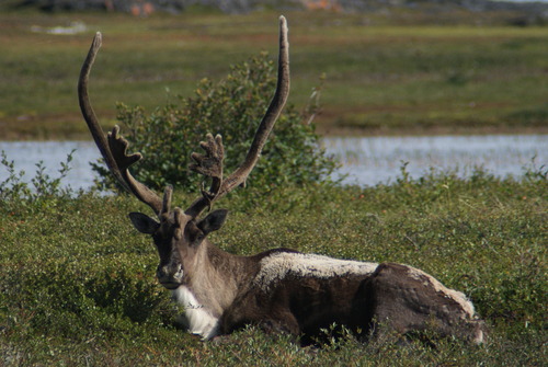 Reindeer (Rangifer tarandus)