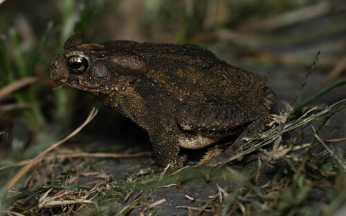 Ingerophrynus philippinicus observed 2026-07-20