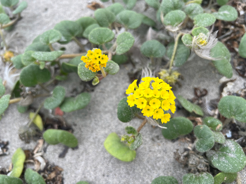 Yellow Sand Verbena